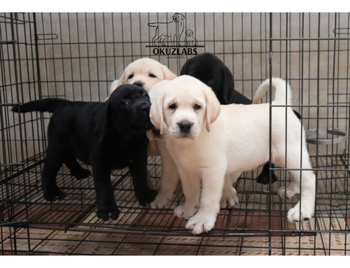 Cachorros Labrador Pedigree Internacional Amarillo Y Negro 