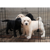 Cachorros Labrador Pedigree Internacional Amarillo Y Negro 