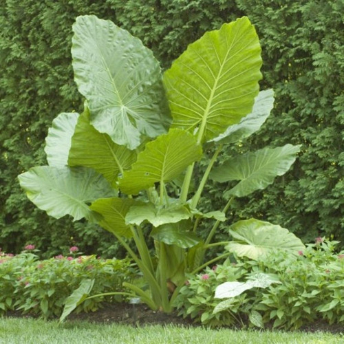 Alocasia Gigante Oreja De Elefante Gigante (4 Bulbos)