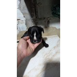 2 Filhotes De Americanbully Micro Vendocasal Baratopor 1.200