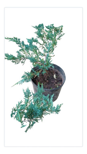 Juniperus Horizontalis Bluechip/ Pino Rastrero Azul 