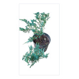 Juniperus Horizontalis Bluechip/ Pino Rastrero Azul 