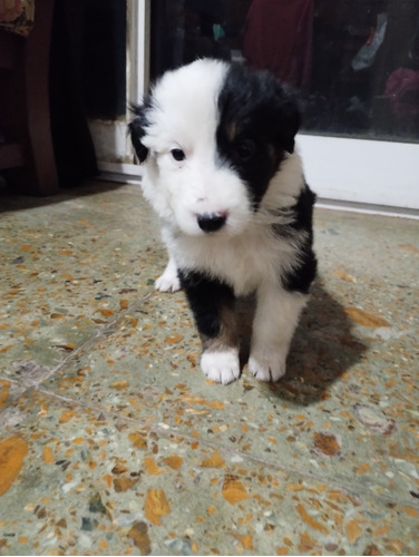 Cachorro Border Collie 