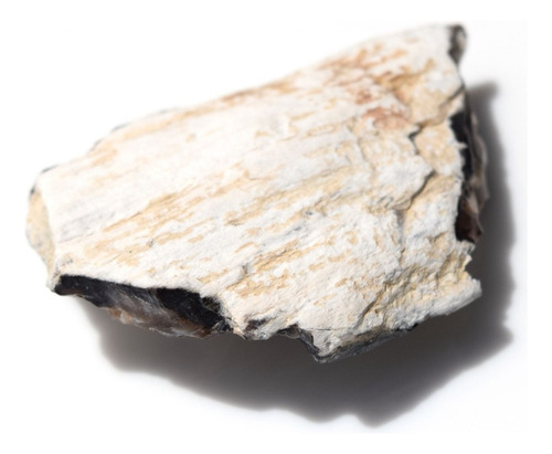 Madera Petrificada Fosil 100% Natural Mdfsl02