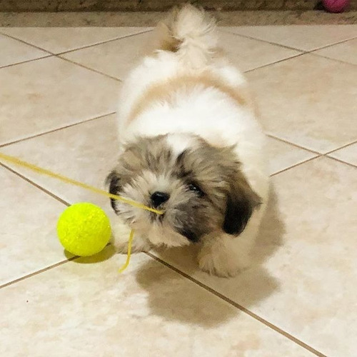 Perro Shih Tzu Mini Precio Venta Medellin Cali Shitzu Bogota