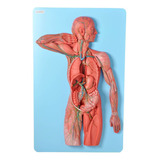 Sistema Linfático Em Placa Anatomia Fisiologia Humana Estudo