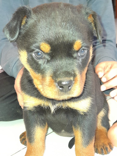 Cachorros Rottweiler Aleman