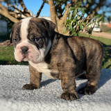 Macho Bulldog Ingles Atigrado Com Pedigree