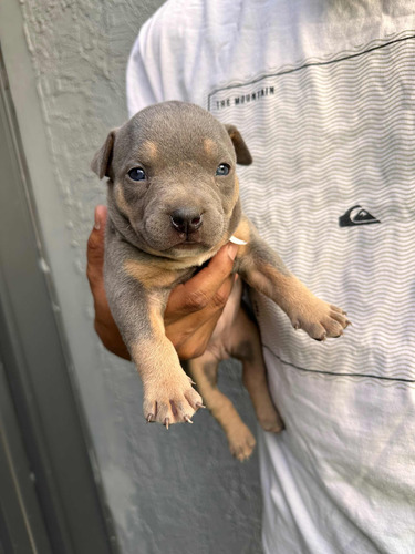 Filhotes De American Bully