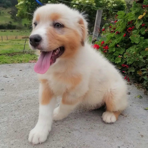 Pastor Ovejero Australiano. Todas Las Razas De Perros