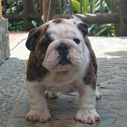 Cachorro Bulldog Ingles Color Atigrado