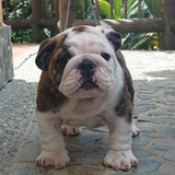 Cachorro Bulldog Ingles Color Atigrado