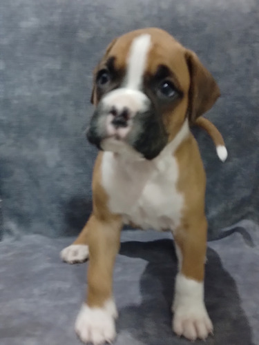 Cachorra Boxer 