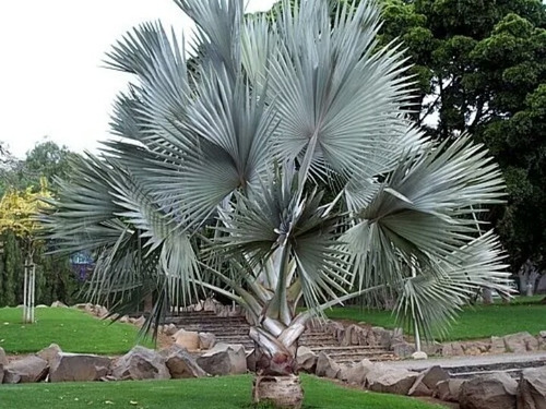 2 Palmas Bismark Con Envío 