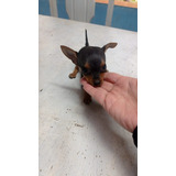 Cães Pinscher Filhotes Miniatura 