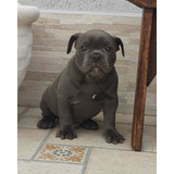 Filhote Azul Macho De American Bully - Micro