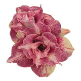 Kit 12 Rosas Del Desierto Adenium Obesum Raros + Regalo