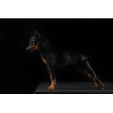 Perros Pinscher Miniatura Con Registro Cachorros 