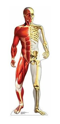 Gráficos Avanzados Anatomía Muscular Medio Tamaño Medio Esqu