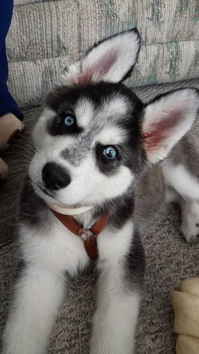 Husky Cachorros Auténticos Vip