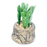 Suculenta Souvenir Regalo Cactus Planta Artificial