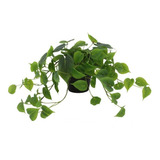 Planta Artificial Pothus 40 Cm Afj