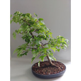 Árbol Bonsai De Arce Burgeriano 