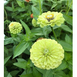 Semillas De Zinnia Lima Color Verde Hermosa Floración 