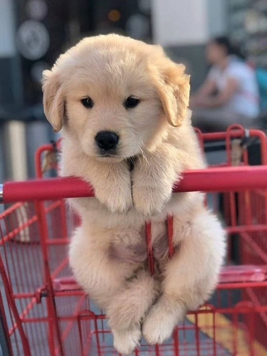 Golden Retriever Cachorros. Pedigree Opcional