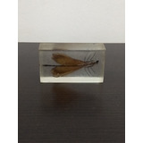 Insecto En Acrilico Con Alas 6 Patas - Capsula De Coleccion