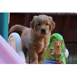 Cachorros Golden Retriever Puros, Criados Con Sus Padres!