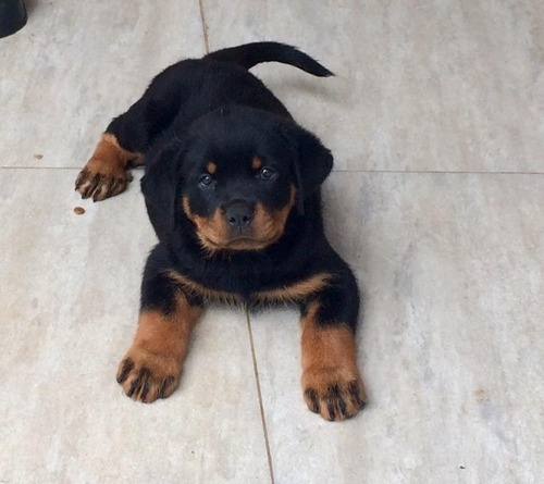 Rottweiler Amigáveis Filhotes