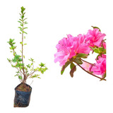 Azaleia Rosa - 1 Muda Grande - Já Florindo - Manah Da Terra