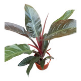 Planta De Philodendrum Rojo