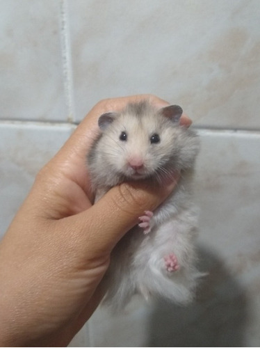 Hamster Sírio  Pelúcia