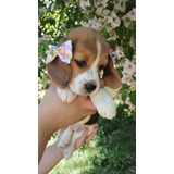 Linda Bebê Beagle Mini ( 13 Polegadas)
