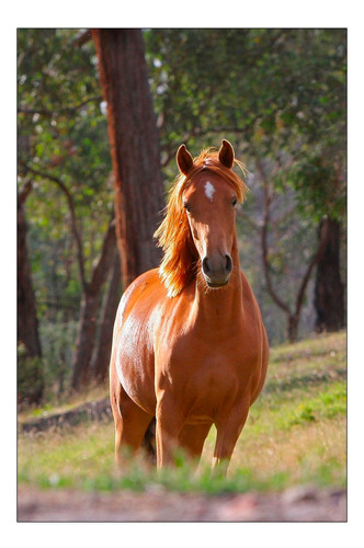 Vinilo Decorativo 40x60cm Caballo Potro Yegua Semental M1