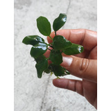 Anubias Barteri Nana