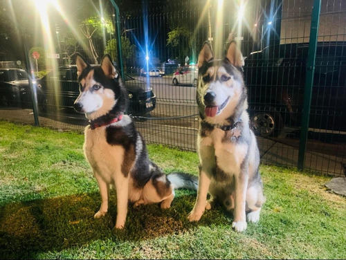 Cachorro Husky Siberiano (coyoacán) Macho