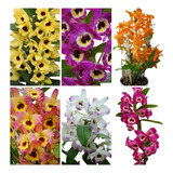 Kit Com 5 Mudas De Orquidea Dendrobium Promoção