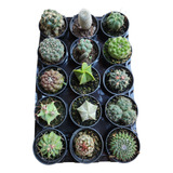 Kit 15 Mini Cactos Raríssimo Top De Linha