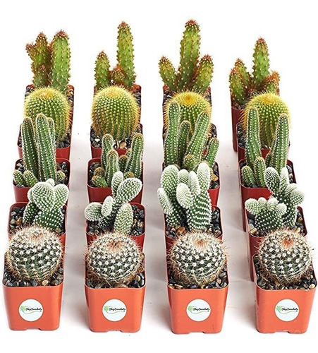 Tienda Suculentas | Cool Cactus Plantas Suculentas Vivas, S.
