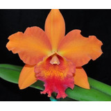 Muda De Orquídea Laranja Twenty Four X  Fuchs Orange Nugget 