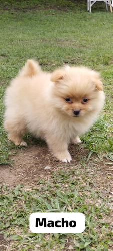 Cachorro Pomerania