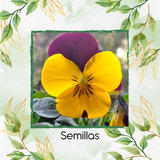 25 Semillas Flor Pensamiento Cornuta + Obsequio Germinación