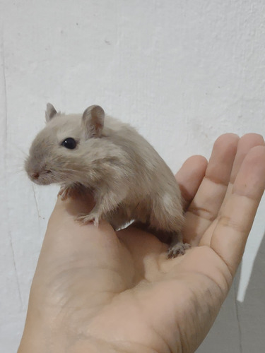 Esquilo Gerbil Siamês Fêmea- Entrega Sp