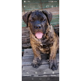 Cane Corso Hembra