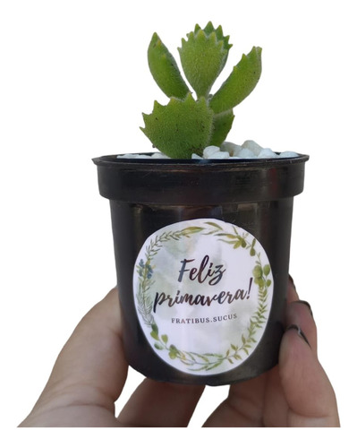 Pack X 25 Sucu Cactus Souvenir N6 Personalizado