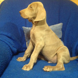 Espléndidoelegancia Weimaraner Mascotas Saint Daniel