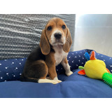 Filhote De Beagle Mini Macho  